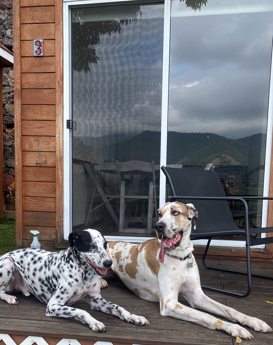UnnaTuitera's tweet image. Hoy es Día del Perro 🐶
Y como ya estoy hasta la madre de malas noticias, peleas y política de mierda, siento que es momento de llenar esto de fotos de nuestras bestias.
Les dejo a las mías y pues sigan con las suyas 🥰