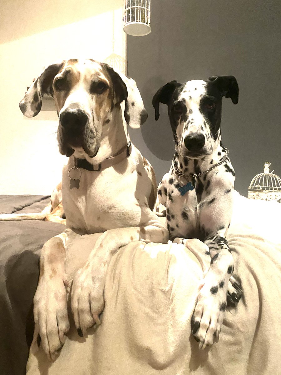 UnnaTuitera's tweet image. Hoy es Día del Perro 🐶
Y como ya estoy hasta la madre de malas noticias, peleas y política de mierda, siento que es momento de llenar esto de fotos de nuestras bestias.
Les dejo a las mías y pues sigan con las suyas 🥰