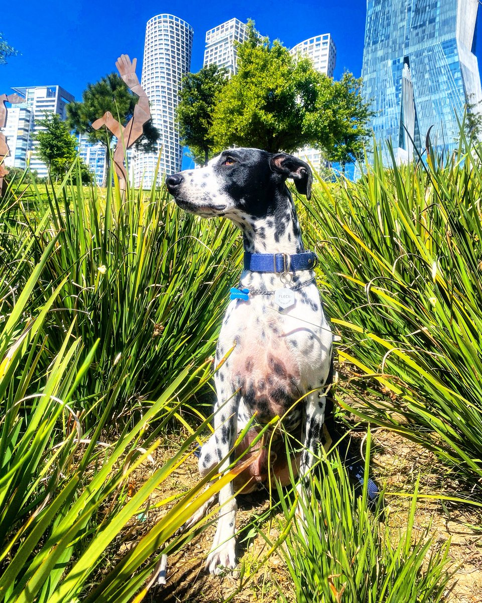 UnnaTuitera's tweet image. Hoy es Día del Perro 🐶
Y como ya estoy hasta la madre de malas noticias, peleas y política de mierda, siento que es momento de llenar esto de fotos de nuestras bestias.
Les dejo a las mías y pues sigan con las suyas 🥰