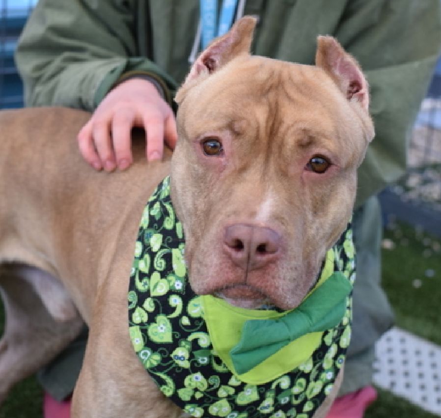 When you see a #Senior giving up
A fabulous #LongStay 

Most overlooked pup at #QACC 
Toast 
118 Days in his cage 

Used to wiggle &amp; wag 
Excited for every toy or moment of attention
His pep is gone🥺
Very sad

This gent is social, soft &amp; very sweet 
Open your 💖 &amp; 🏡
#AdoptMe