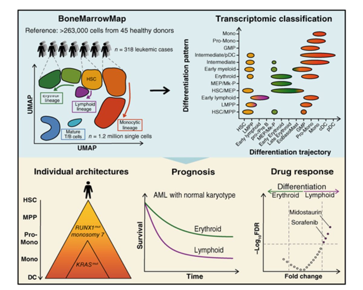 BCD_AACR's tweet image. ICYMI: Putting AML Differentiation States on the BoneMarrowMap brnw.ch/21wUj48 @livius_tacitus