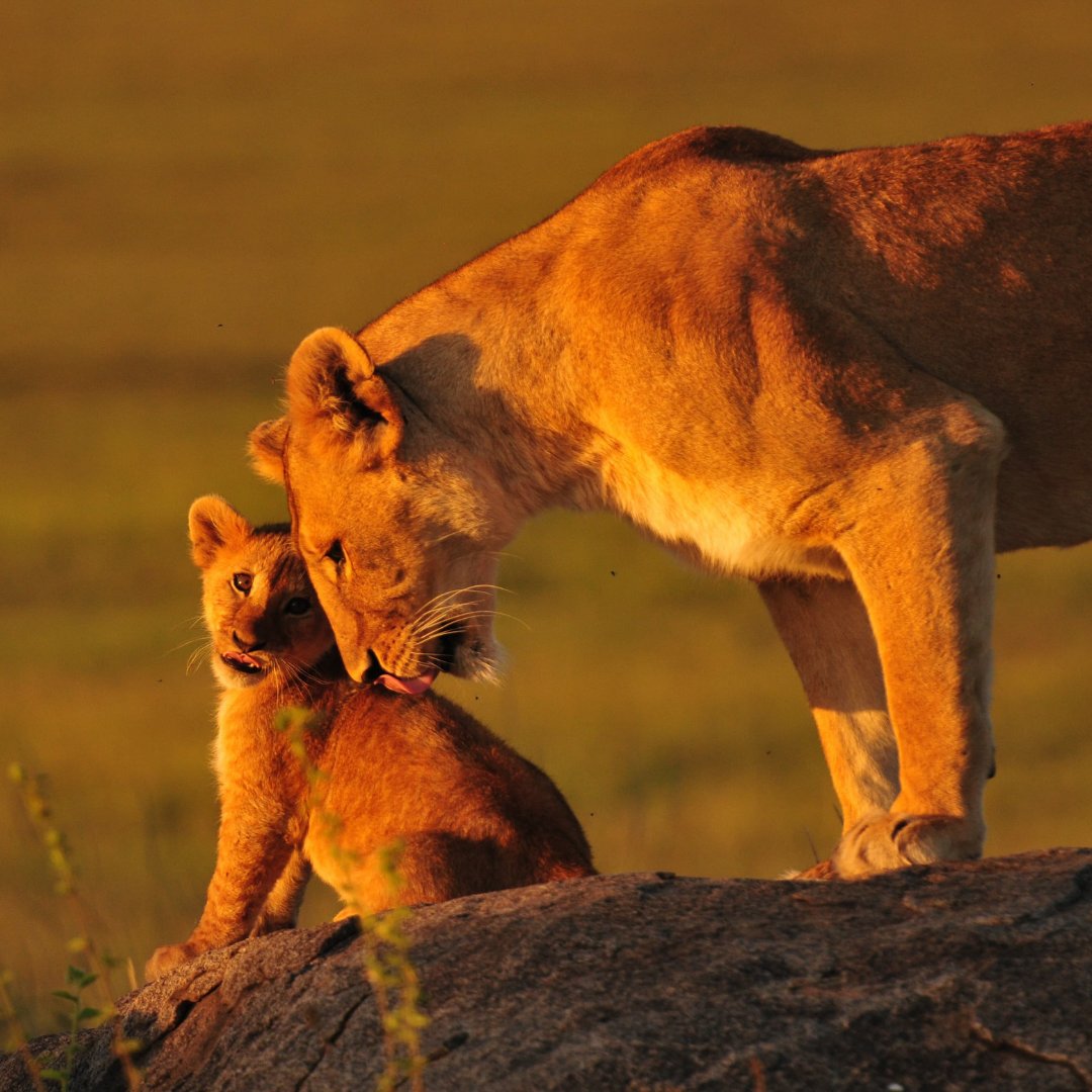WWFFrance's tweet image. Coexister avec des lions ? C’est possible ! 🦁 L’#EffetPanda 
 
Au sud du Kenya, 20 jeunes sont devenus des “Lion Ambassadors” et veillent chaque jour à réduire les conflits entre humains et lions. 👉 Ils alertent, sensibilisent et agissent sur le terrain pour protéger les…