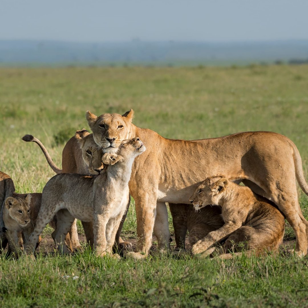 WWFFrance's tweet image. Coexister avec des lions ? C’est possible ! 🦁 L’#EffetPanda 
 
Au sud du Kenya, 20 jeunes sont devenus des “Lion Ambassadors” et veillent chaque jour à réduire les conflits entre humains et lions. 👉 Ils alertent, sensibilisent et agissent sur le terrain pour protéger les…