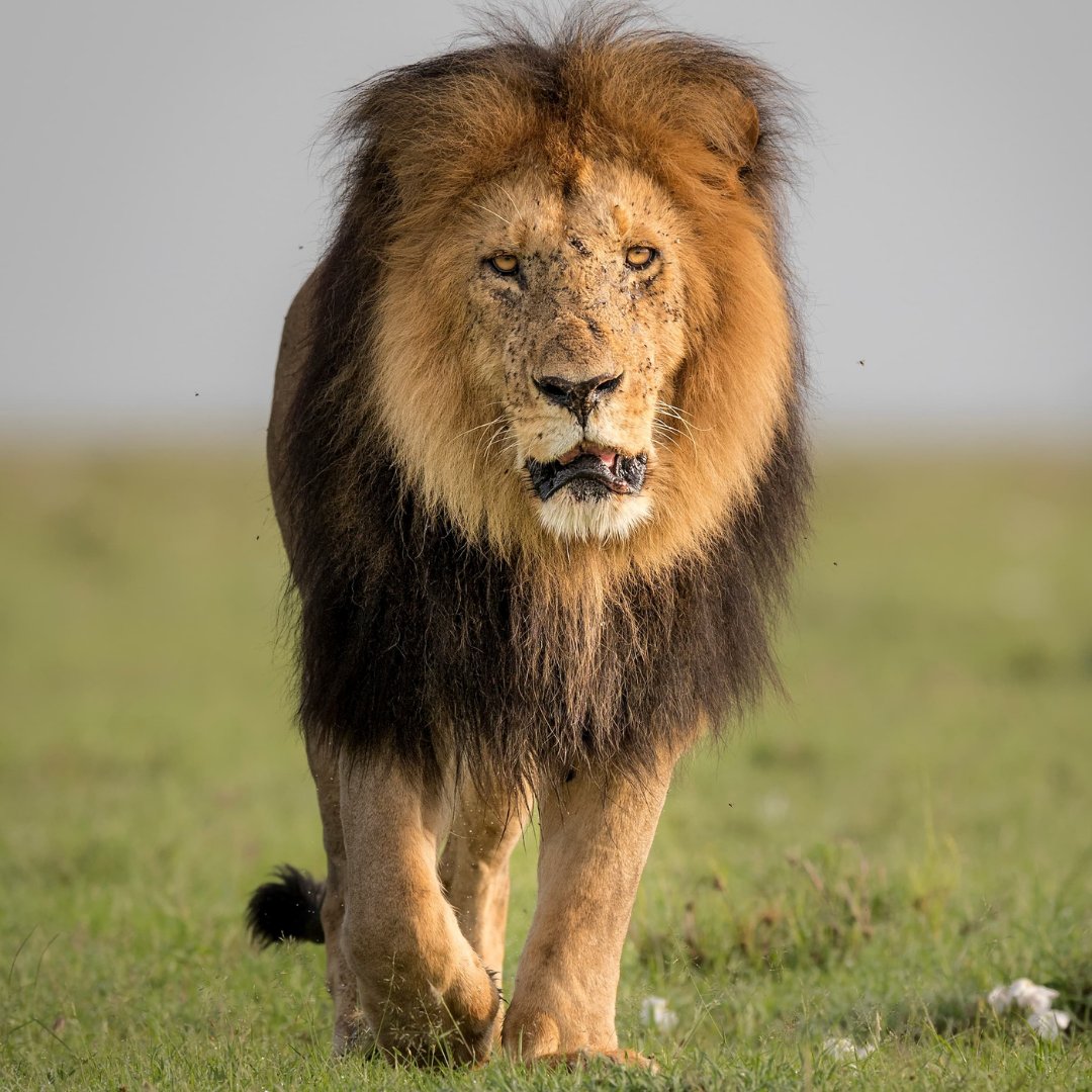 WWFFrance's tweet image. Coexister avec des lions ? C’est possible ! 🦁 L’#EffetPanda 
 
Au sud du Kenya, 20 jeunes sont devenus des “Lion Ambassadors” et veillent chaque jour à réduire les conflits entre humains et lions. 👉 Ils alertent, sensibilisent et agissent sur le terrain pour protéger les…