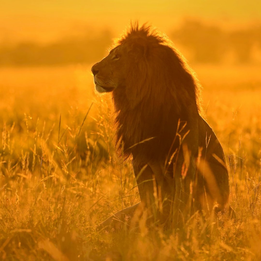 WWFFrance's tweet image. Coexister avec des lions ? C’est possible ! 🦁 L’#EffetPanda 
 
Au sud du Kenya, 20 jeunes sont devenus des “Lion Ambassadors” et veillent chaque jour à réduire les conflits entre humains et lions. 👉 Ils alertent, sensibilisent et agissent sur le terrain pour protéger les…