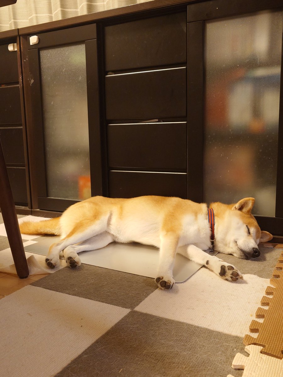 夏がやって参りました〜
早くも夏バテの柴犬。