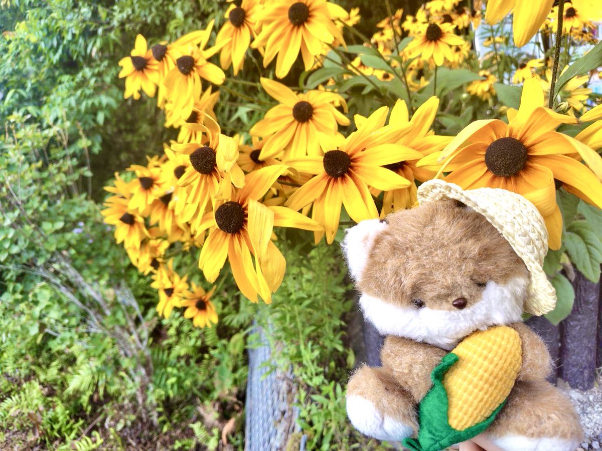 てんちゃんの夏休み🦊🌻