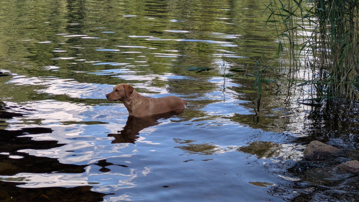 Harnesk08's tweet image. +26⁰C och sommarbris...perfekt svenskt sommarväder och svalkar skönt i skuggan.
🫡🇸🇪🐾