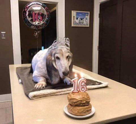 Beyond_theleash's tweet image. Lawrence is turning 16 today. That's 112 in dog years. Happy birthday sweetie 🤗❤️