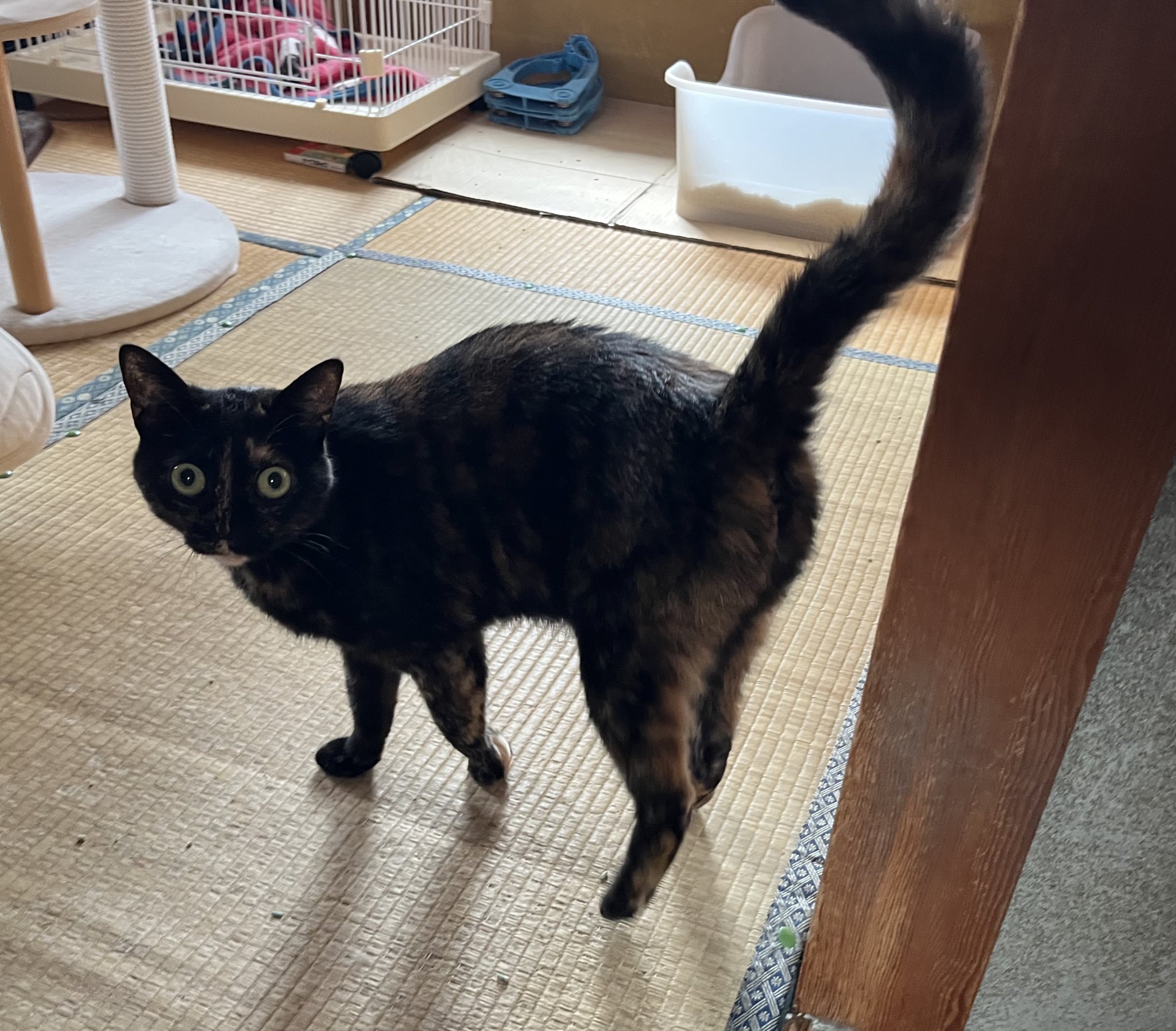 猫美(^-^)/ページ♡︎ いくつになっても仔猫の気持ちを忘れない！母ちゃん大好き