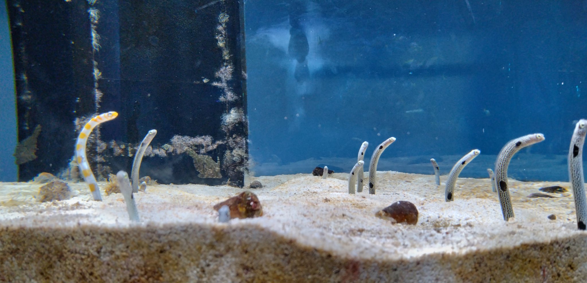 【キイロイトリ　アクアリウム　チンアナゴ】 キイロイトリがメンダコやチンアナゴに！？水族館をテーマにした