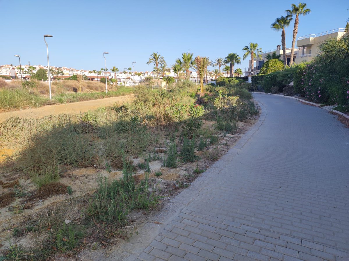 Todo se pega...

😱 Los jardines que pretendían embellecer la mostruosa desembocadura de la Rambla del Algarrobo lucen tal abandono que se han mimetizado con ella. 

🦟 Ya no se sabe donde empieza y termina la terrible Rambla.