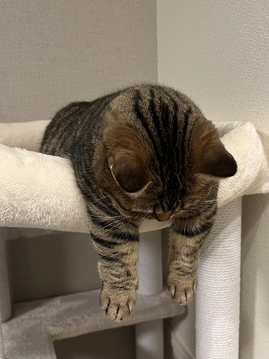 monamofumofu's tweet image. 【恒例】連休の終わり