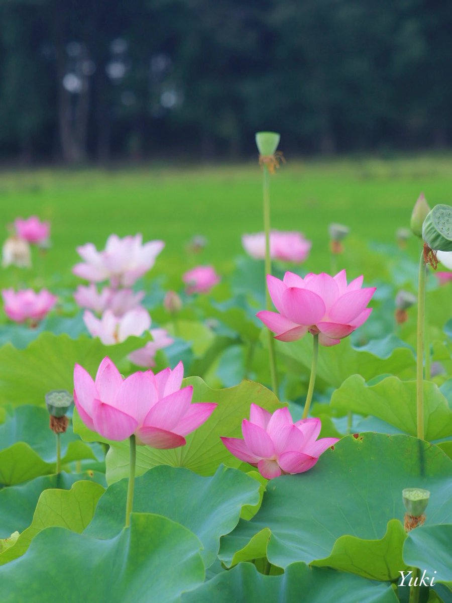 AK52008210's tweet image. こんばんは✨
近くの蓮畑にて
蓮の花🪷
2025/07/12
今日も一日お疲れ様でした
𓂃◌𓈒𓐍
#TLを花でいっぱいにしよう