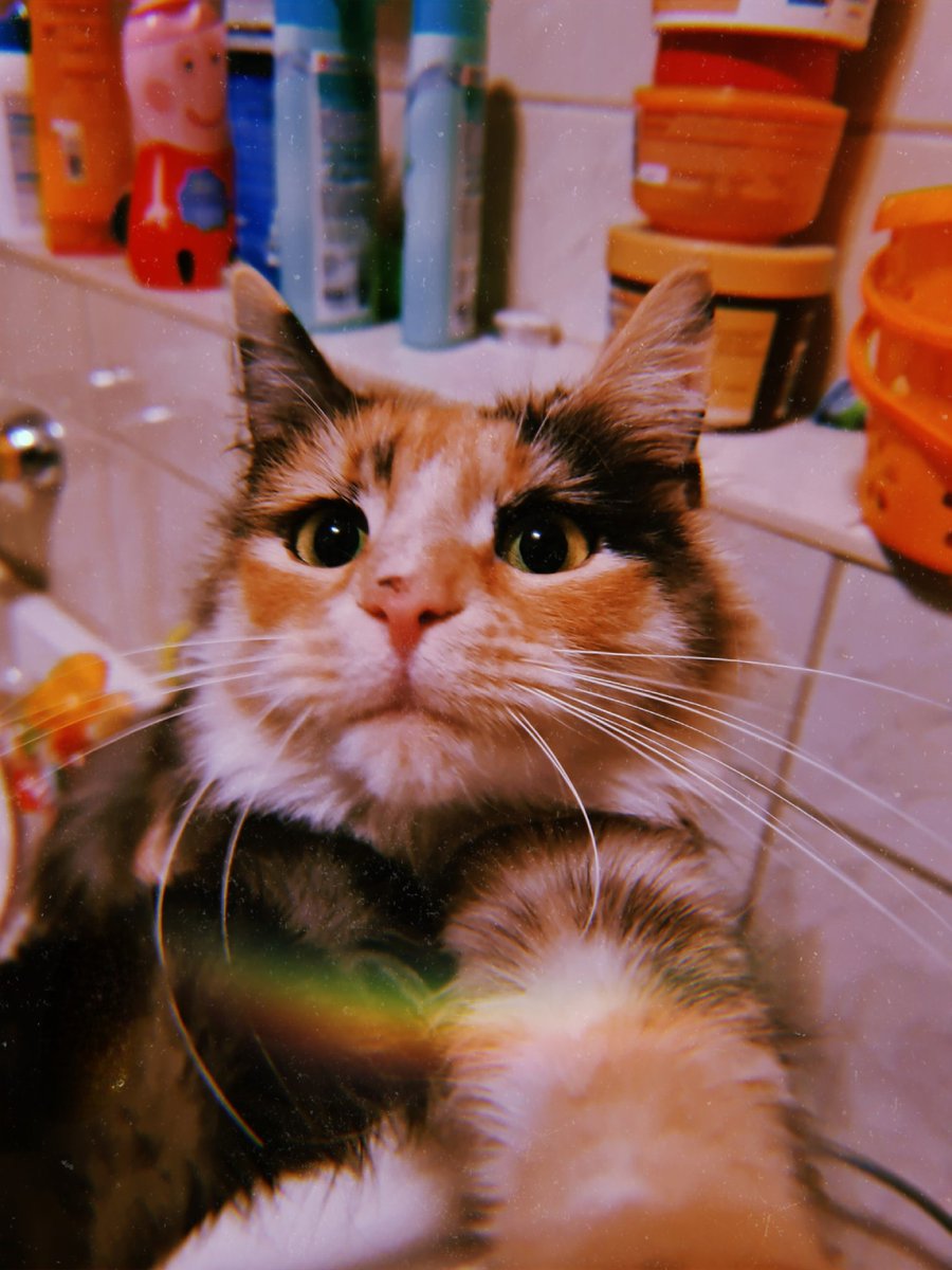 MissSchugge's tweet image. ..darf ich vorstellen:
Simone, Katze meiner besten Freundin, macht unwahrscheinlich gern Selfies.