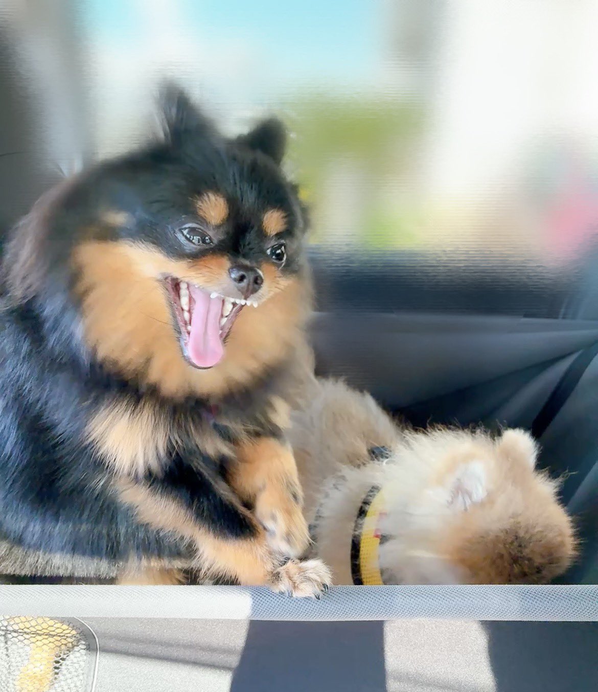 ぽんずくま🐶ちくわ on X: 
