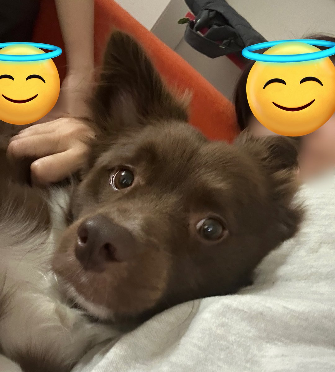 bamtingoo's tweet image. 강아지가 왜 이리 깜짝 놀라는 표정을 잘 짓지...