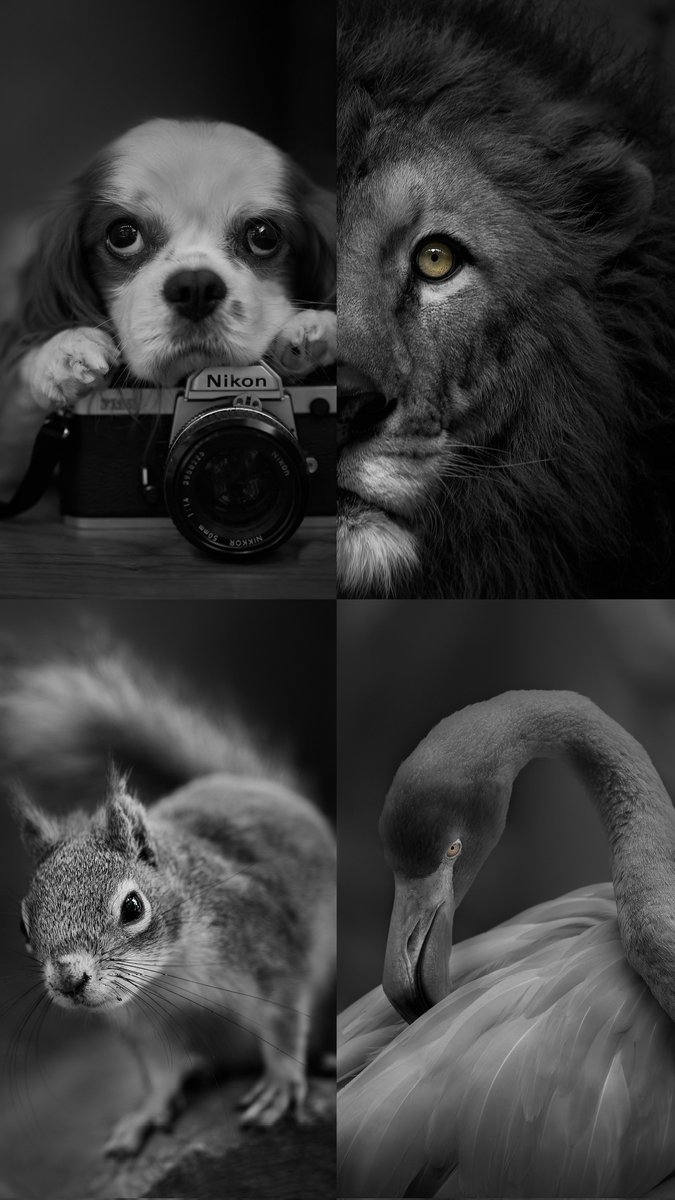 #三連休はフォロワーが増えるらしい
動物のかっこいい、かわいい、うつくしい、おもしろい…それぞれの顔を自分なりに表現しています。
他では見られない動物写真を毎日投稿しています。どうかよろしくお願いします😁✨