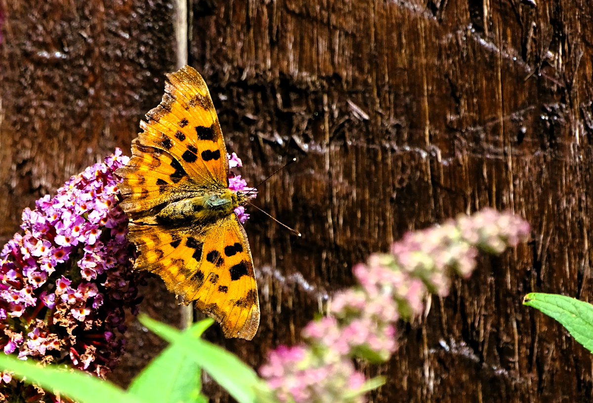 jac61941964's tweet image. A morning in a Tyneside garden.
#Butterfies
#bee