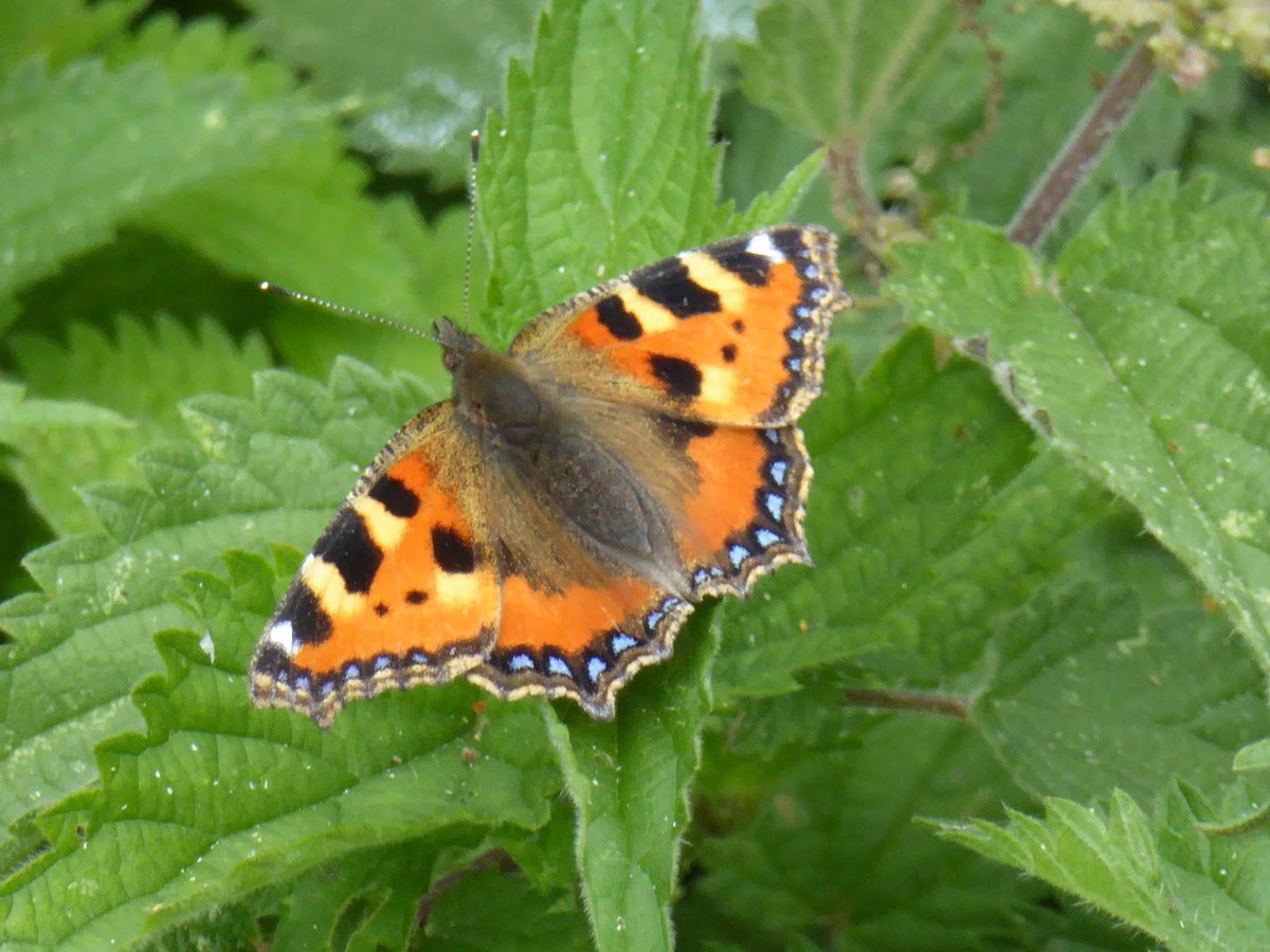 CornwallCouncil's tweet image. 🦋 Nearly a quarter of UK butterfly species are under threat.
Help protect them by taking part in the Big Butterfly Count. Spend 15 minutes counting butterflies outside before August 10.
🔗 orlo.uk/Big_Butterfly_…