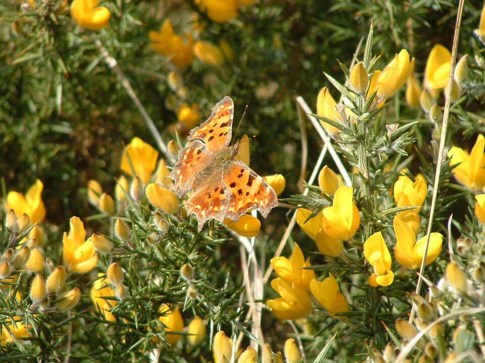 CornwallCouncil's tweet image. 🦋 Nearly a quarter of UK butterfly species are under threat.
Help protect them by taking part in the Big Butterfly Count. Spend 15 minutes counting butterflies outside before August 10.
🔗 orlo.uk/Big_Butterfly_…
