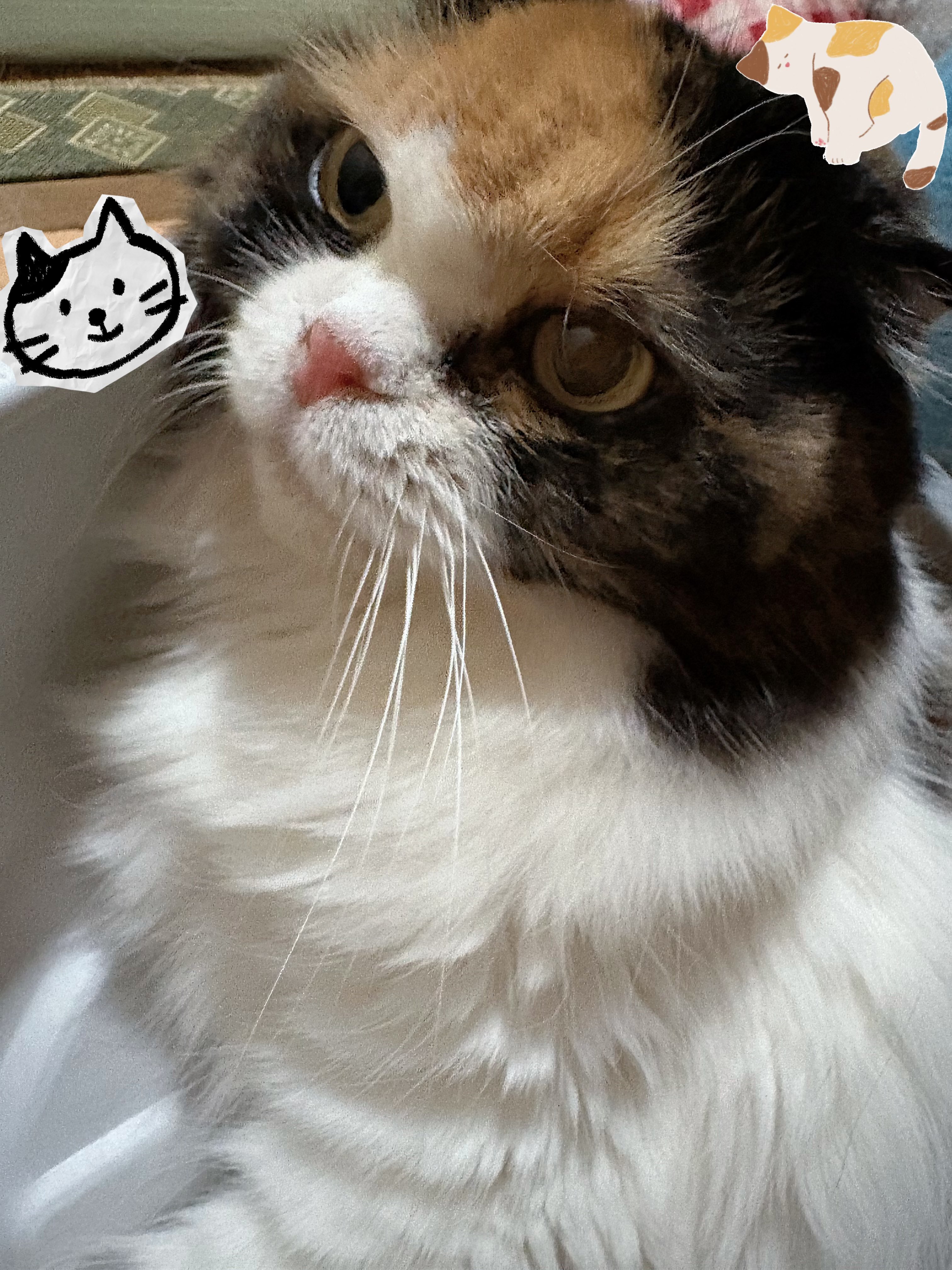ーーーー　NANA猫⿴nananeko666  ーーーー ナナイジェリカ🐈‍⬛ on X: 