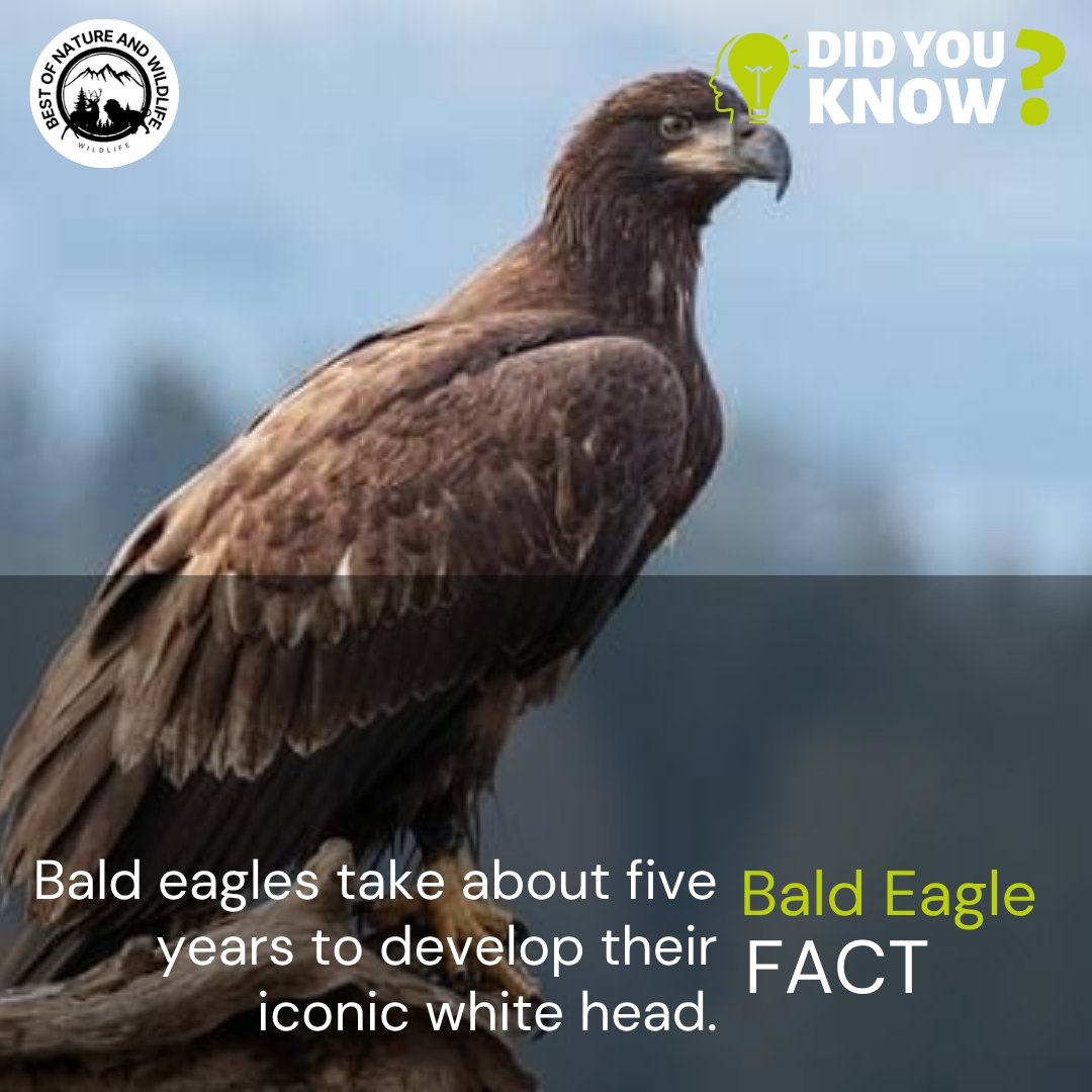 techieojo's tweet image. Did You Know?

Bald Eagles take about five years to develop their iconic white head.

#baldeagle #eagle #wildlifeconservation #wildlife