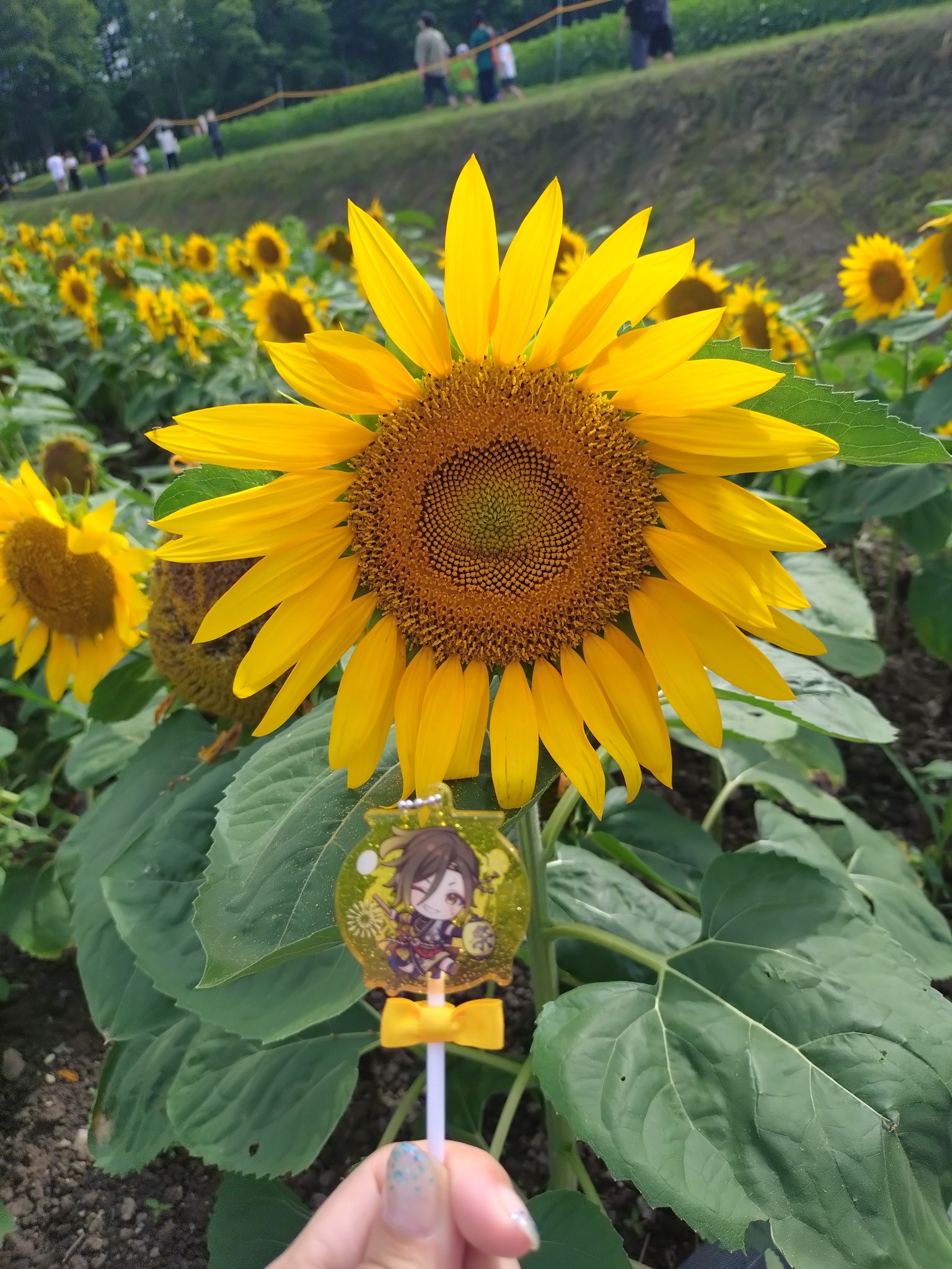 ひまわりの花かご ♡ chicoco🦁🧡💫🎨🩵 on X: 