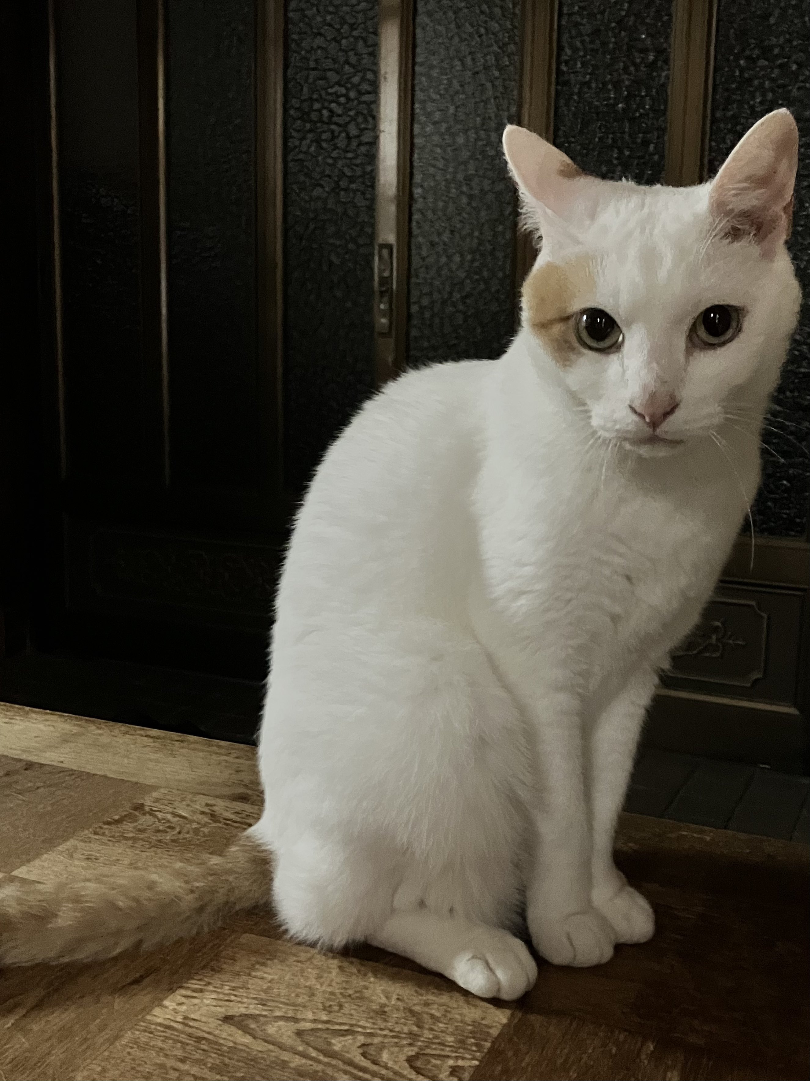 ゆきねこ様　確認ページ まちがい探し かわいいねこ写真 (GW MOOK 894): 9784867104637