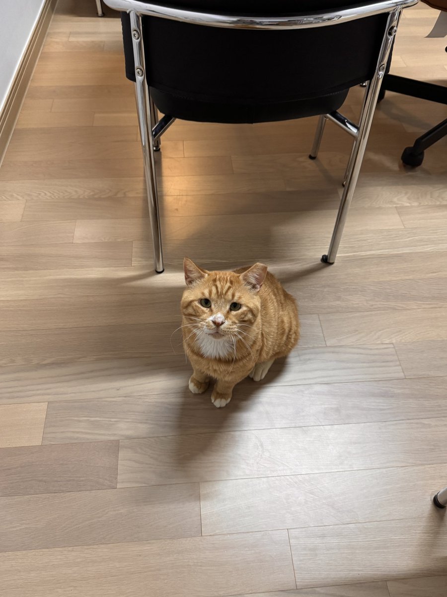 find_firsthome's tweet image. 집사 강제소환술
억울눈망울 시전