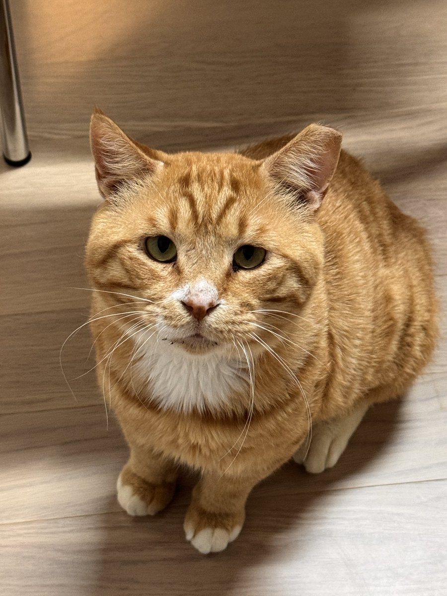find_firsthome's tweet image. 집사 강제소환술
억울눈망울 시전