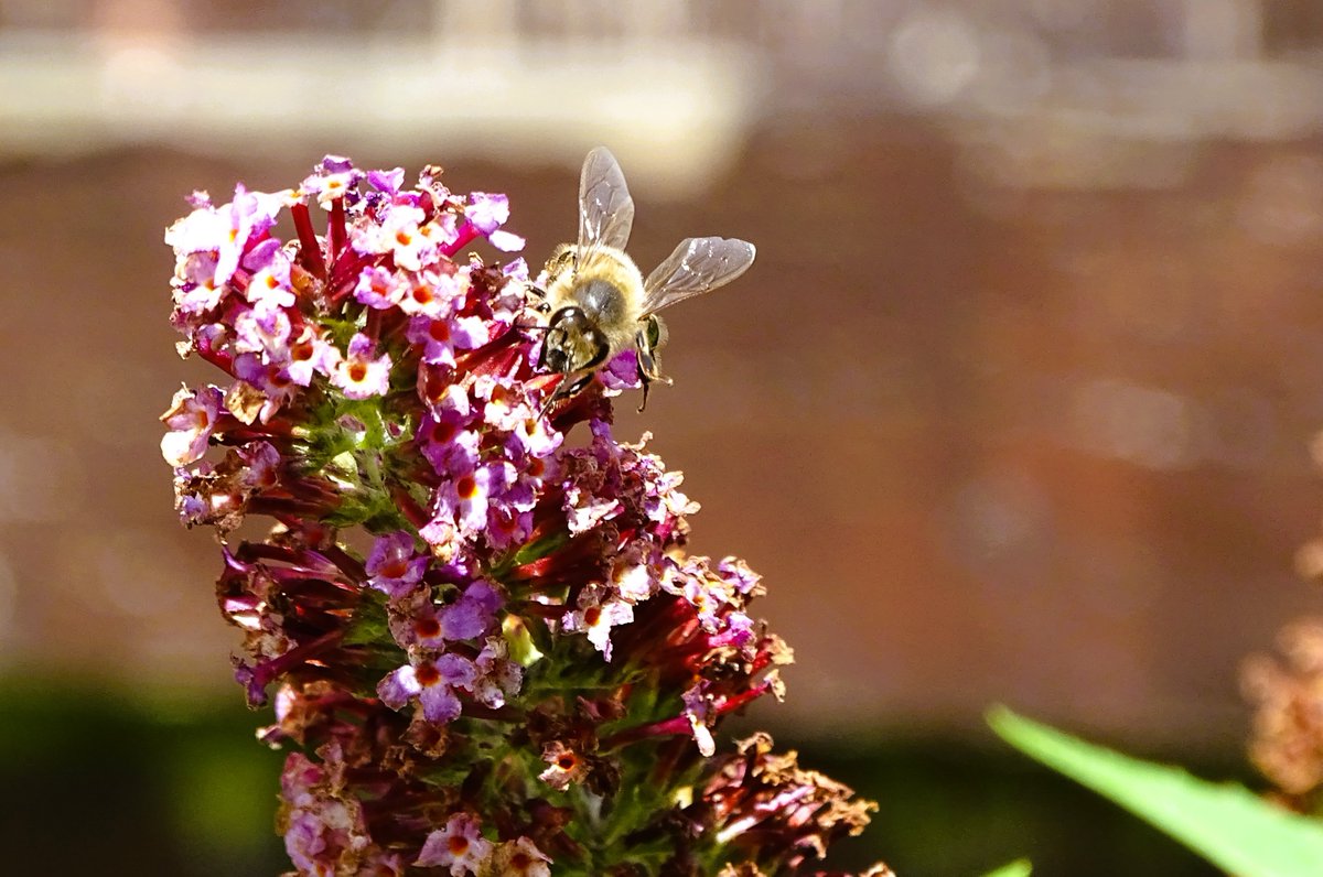 jac61941964's tweet image. A morning in a Tyneside garden.
#Butterfies
#bee