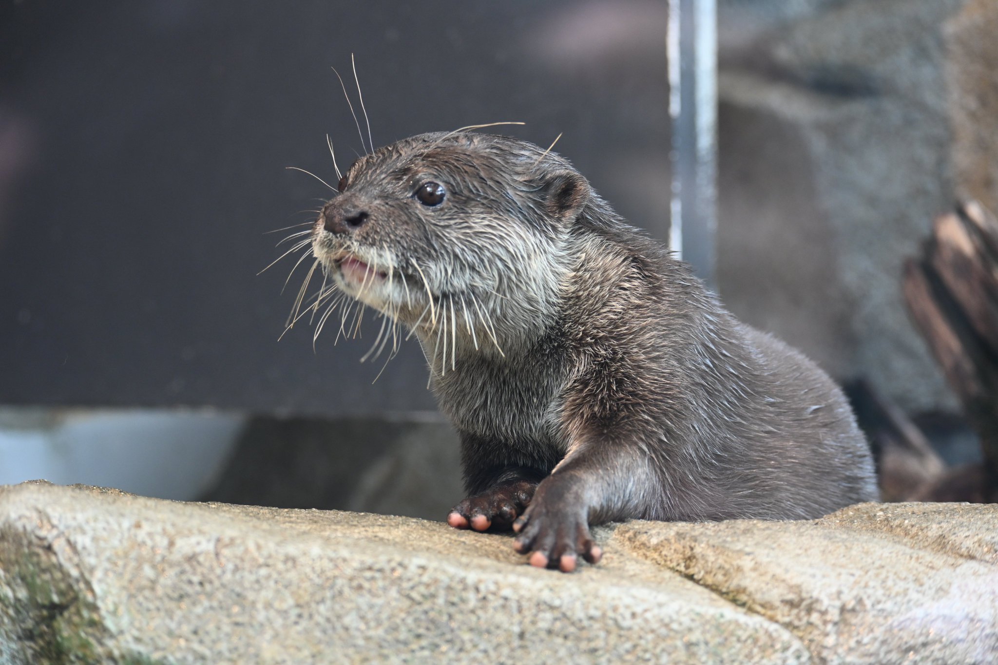 カワウソ hqdefault.jpg