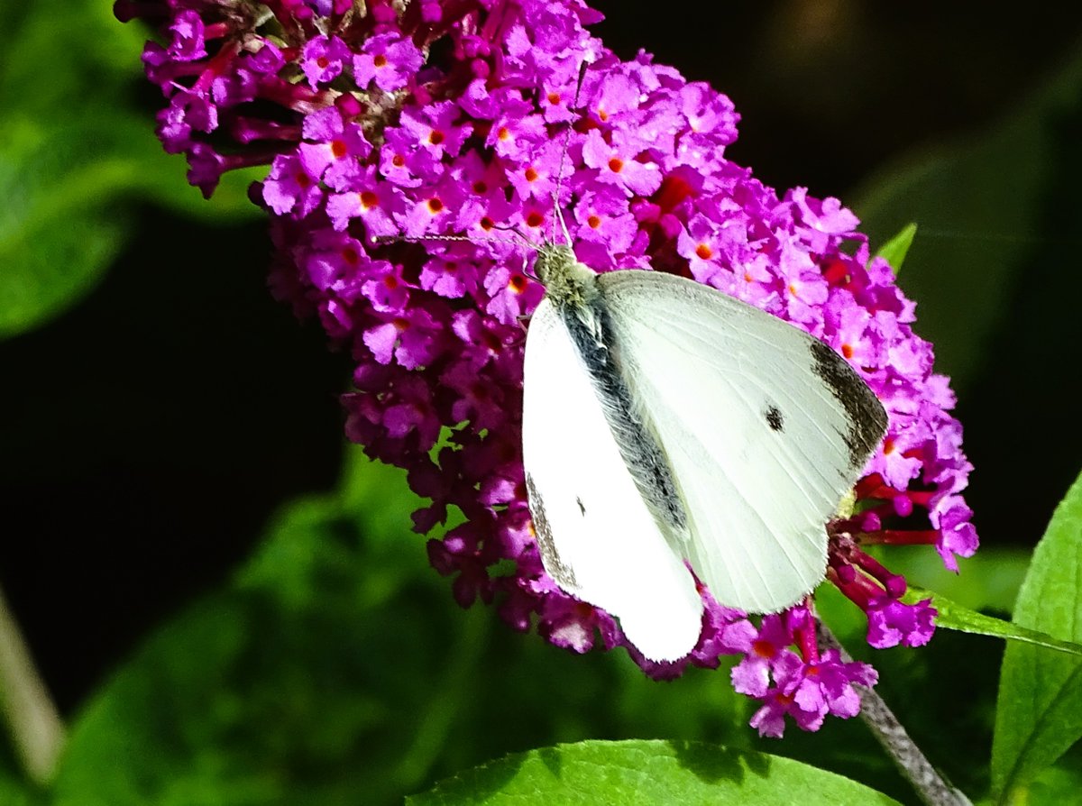 jac61941964's tweet image. A morning in a Tyneside garden.
#Butterfies
#bee