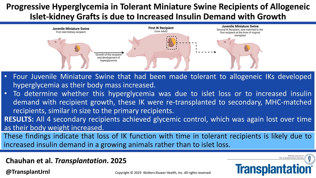 New study alert! Long-term function of vascularized islet-kidney (IK) grafts in swine shows that posttransplant hyperglycemia is linked to weight gain—not islet loss. More demand, not graft failure. #Tolerance #Transplantation #TXPforAll tinyurl.com/499zpmyd
