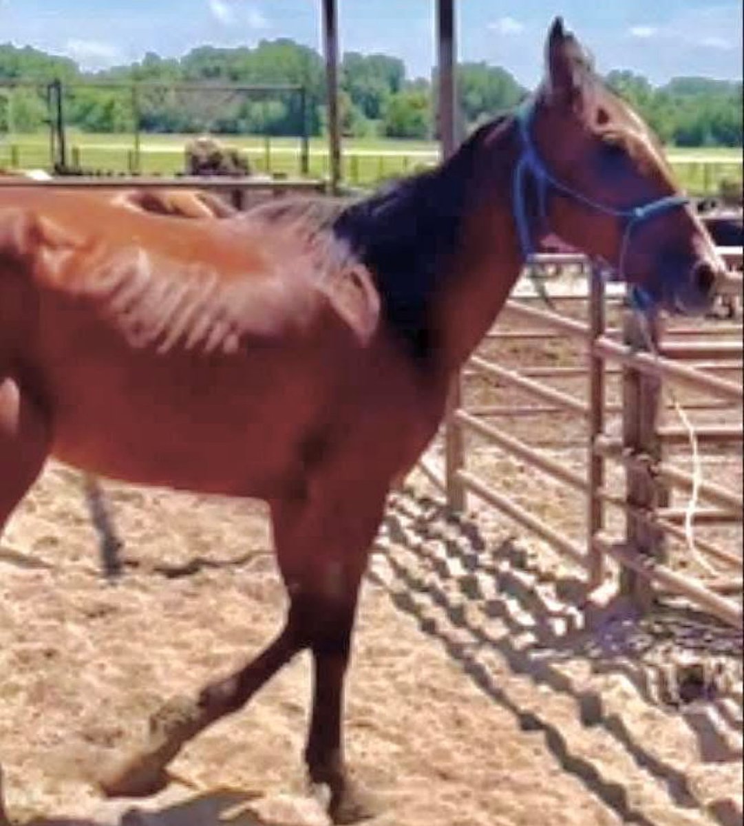 SHIPS TODAY:  9️⃣0️⃣ will save Miso. We hope to get him off of the lot today. He is scared and hungry. Please help with a tax deductible donation. If 9 folks would donate 10 each, Miso can be on his way to safety, instead of slaughter. Thank you! ❤️‍🩹paypal.com/donate?campaig…