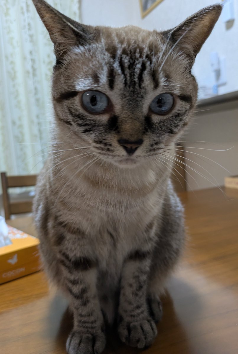 こうめ (@umeshin5858) / Posts / X