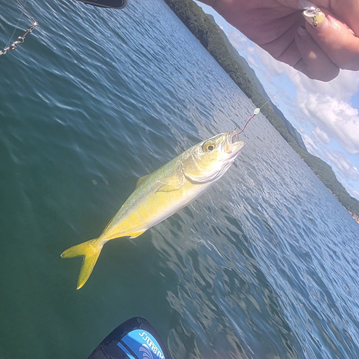 n_elfi_r's tweet image. こんな小さいの初めて釣れた。