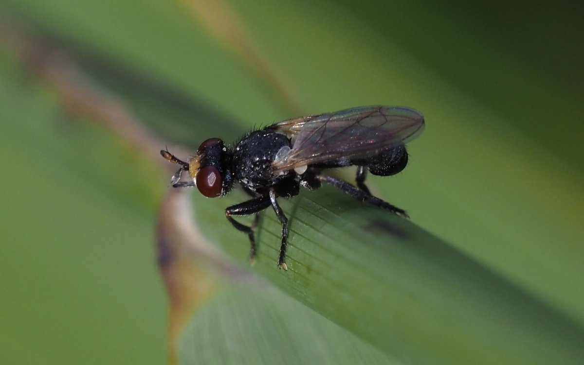 Bob Chapman (@bobservablelife) on Twitter photo What appears to be Thecophora cinerascens at #LepeCP, Hants this morning, a site with soft cliff habitat and suitable hosts. Opinions welcome. <a href="/DipteristsForum/">Dipterists Forum</a> <a href="/StevenFalk1/">Steven Falk</a> What appears to be Thecophora cinerascens at #LepeCP, Hants this morning, a site with soft cliff habitat and suitable hosts. Opinions welcome. <a href="/DipteristsForum/">Dipterists Forum</a> <a href="/StevenFalk1/">Steven Falk</a>