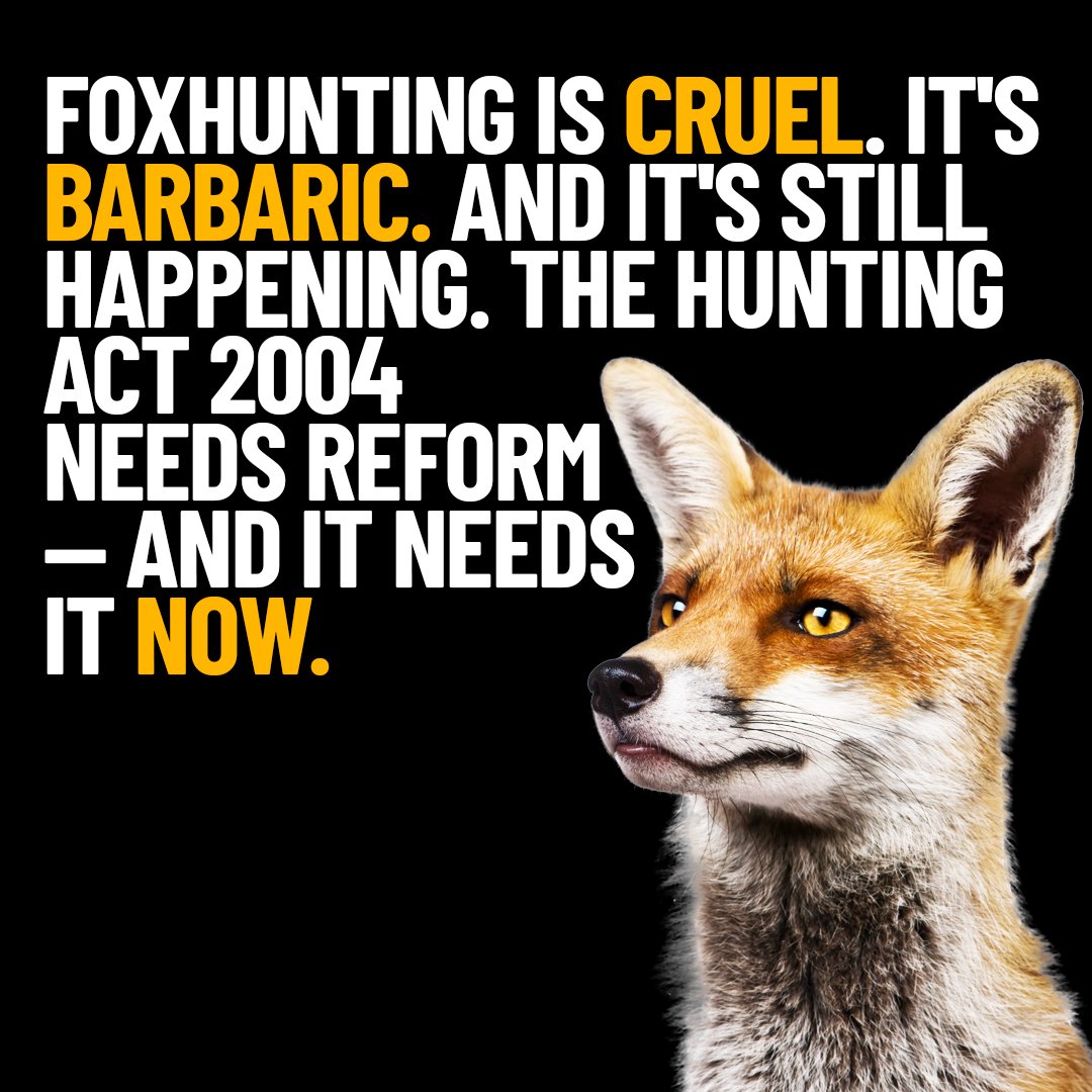 Fox hunting is cruel and outdated, yet it still continues. The Hunting Act 2004 is failing to protect wildlife and urgently needs reform.