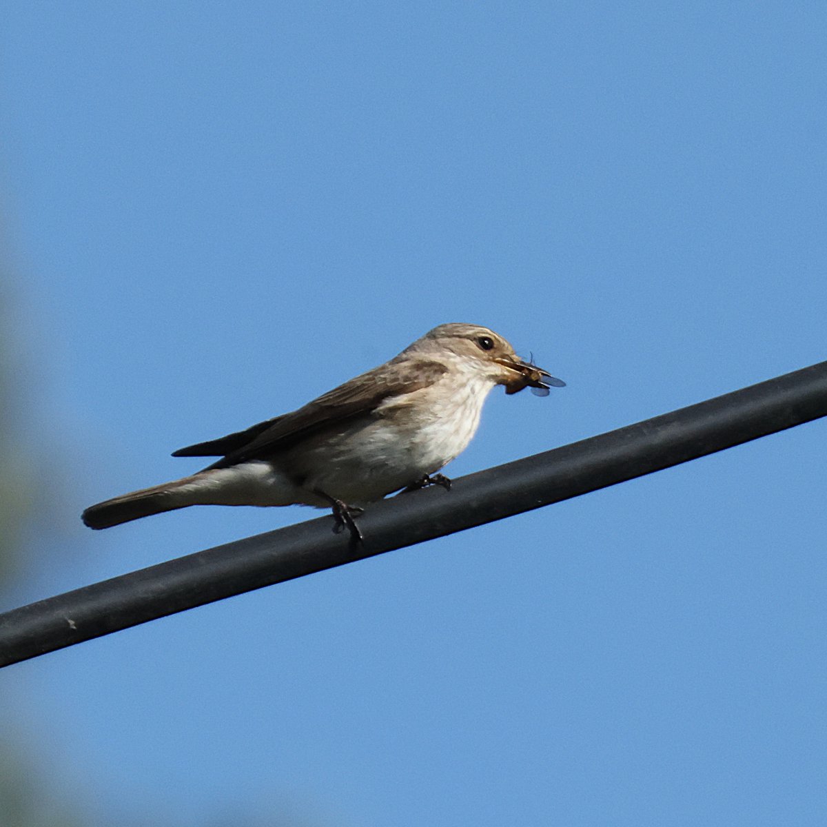 Ken T (@velociraptor500) on Twitter photo Back in June <a href="/AlanSte93304651/">Alan Stevens</a> kindly invited us to view Spotted Flycatcher in a local garden. All but one of the chicks had fledged so we were able to see the adult birds carrying food to the remaining chick. Thanks Alan! Back in June <a href="/AlanSte93304651/">Alan Stevens</a> kindly invited us to view Spotted Flycatcher in a local garden. All but one of the chicks had fledged so we were able to see the adult birds carrying food to the remaining chick. Thanks Alan!