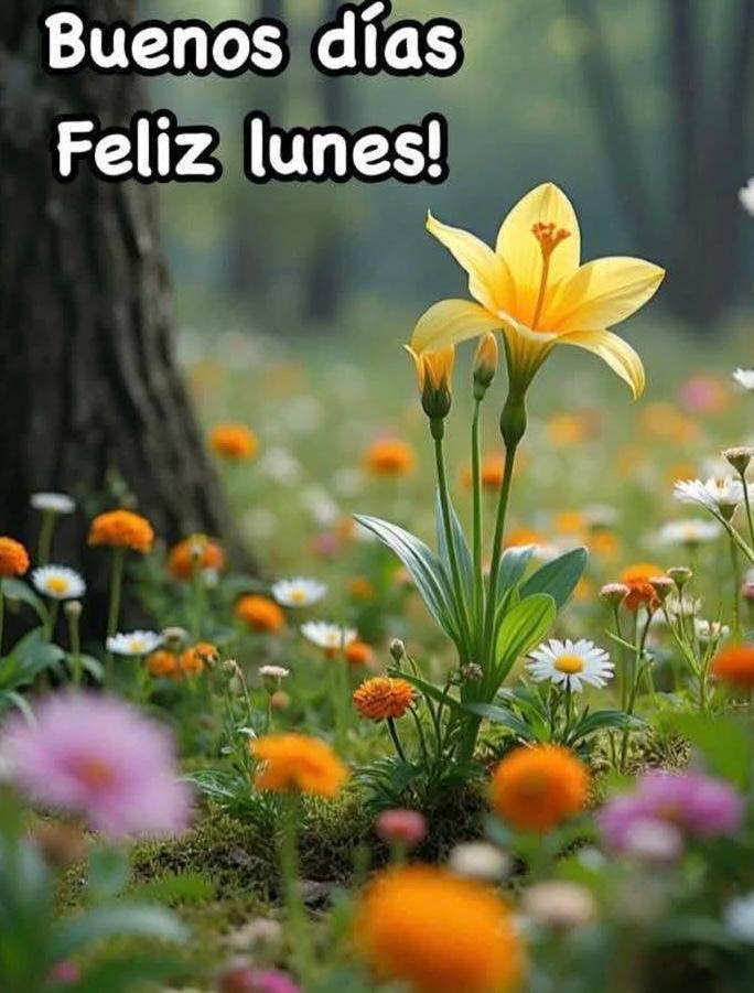 Hola amigos, buen día! Feliz lunes, que sea una buena semana para todos!! ☕🤗🌞💖🫶🫂🎶🌻