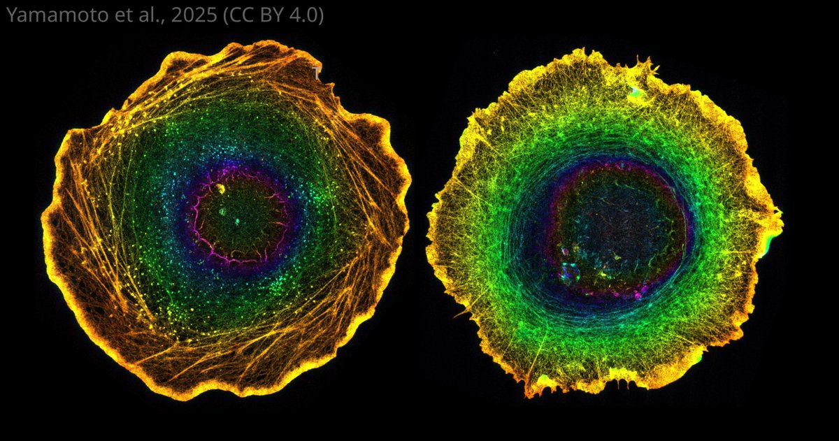 eLife's tweet image. Tiny molecular spirals in cells can scale up to control the twist and turn of entire tissues – an important step towards understanding left-right symmetry in tissues and organs.
elifesciences.org/articles/10229…
