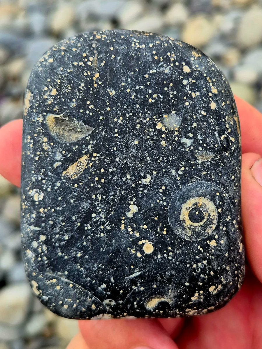 cormac_mcginley's tweet image. Shooting stars, spiraling galaxies and spinning planets.
A shore-stone packed with Goniatite fossils of various sizes and orientations. Just a small sample of the shells that littered the ocean floor here over 300 million years ago. 
County Clare, Ireland.
