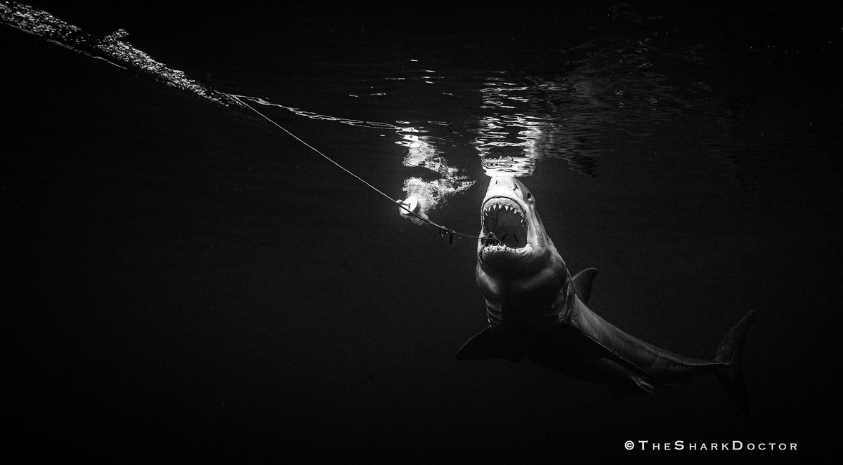 Dr. Craig O'Connell (@thesharkdoctor) on Twitter photo This image captures a powerful great white in full strike mode — a behavior that’s both breathtaking and essential for survival.
During <a href="/sharkweek/">Shark Week</a> , we see the teeth, the thrashing, the drama... but rarely do we see the real science, the conservation, 🦈& the truth behind… This image captures a powerful great white in full strike mode — a behavior that’s both breathtaking and essential for survival.
During <a href="/sharkweek/">Shark Week</a> , we see the teeth, the thrashing, the drama... but rarely do we see the real science, the conservation, 🦈& the truth behind…