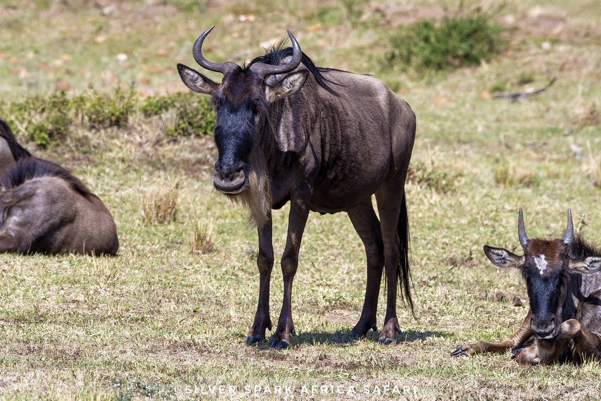 SSA_Limited's tweet photo. Meet the wildebeest, a true traveler of the African plains. Calm now, but always ready for the great journey ahead.
📸: Wildebeest
#SilverSparkAfrica #Kenya #Wildbeest #travelguides
#wildlifephotography #maasaimara #Vaccation #touragent #tembeakenya #tripadventure https://t.co/QDN8oc341P