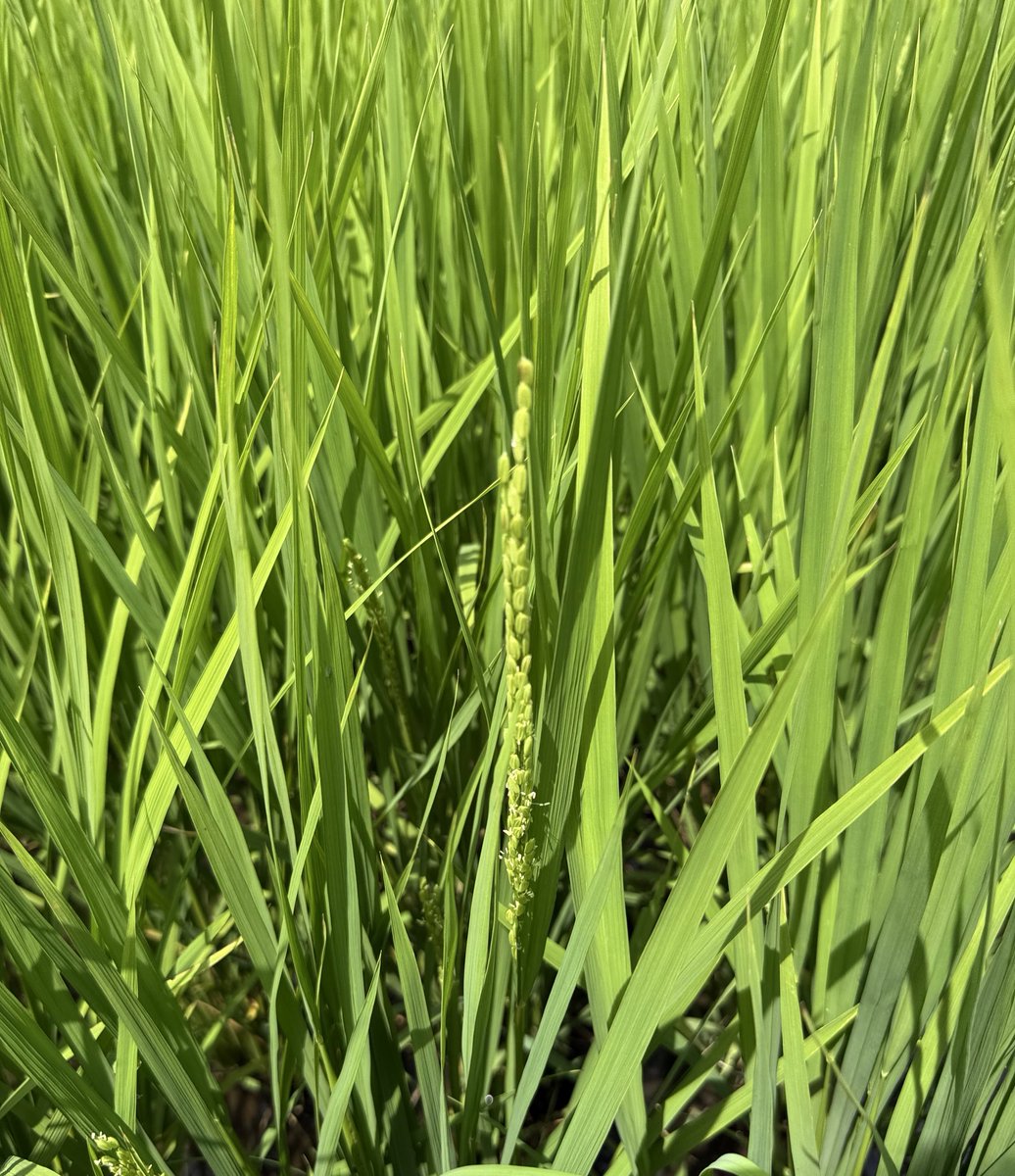 出穂期
コシヒカリ1,2枚目
にじのきらめき 3,4枚目