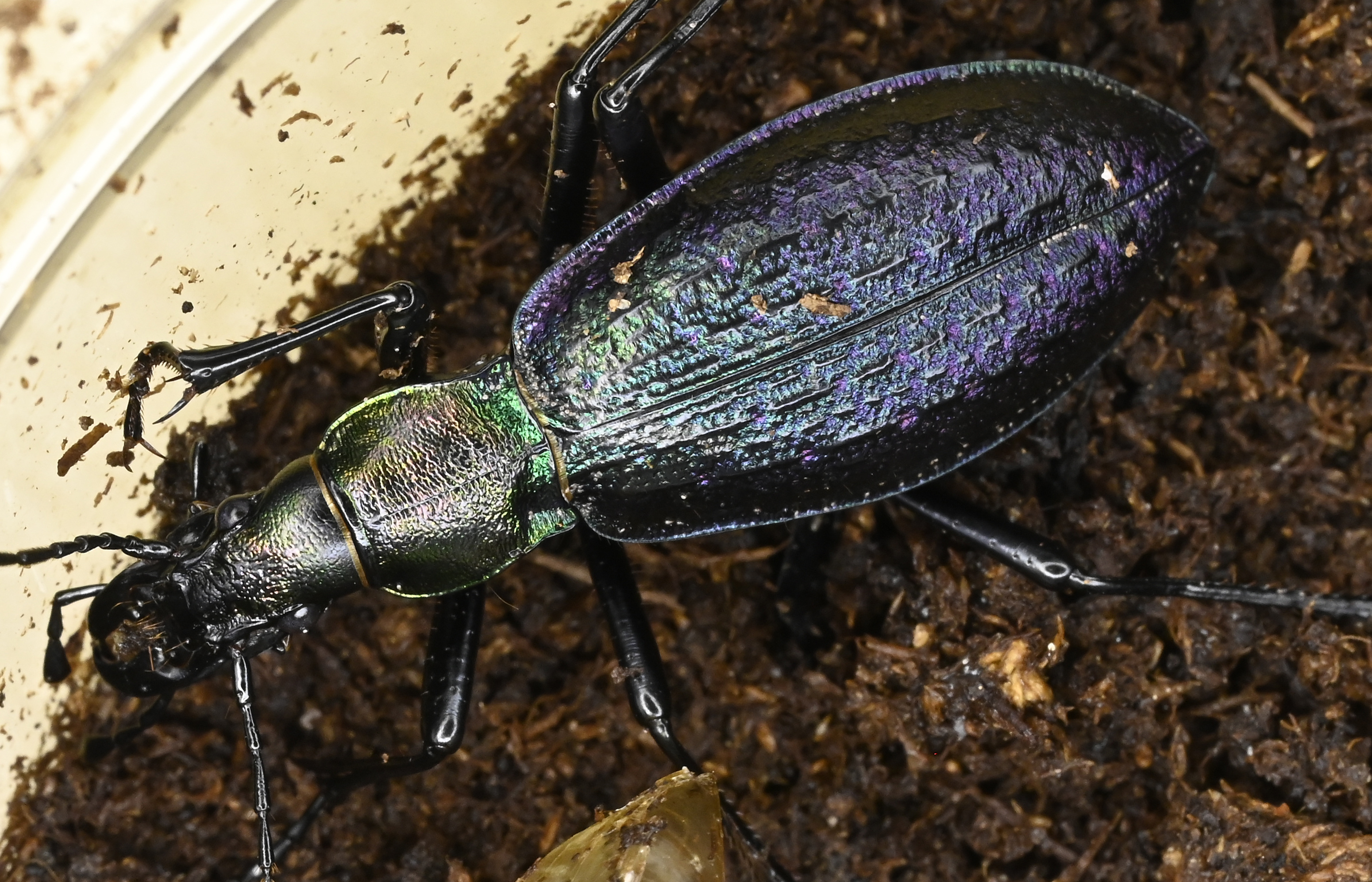 BUGS-DESIGN (@BUGS_DESIGN) / X