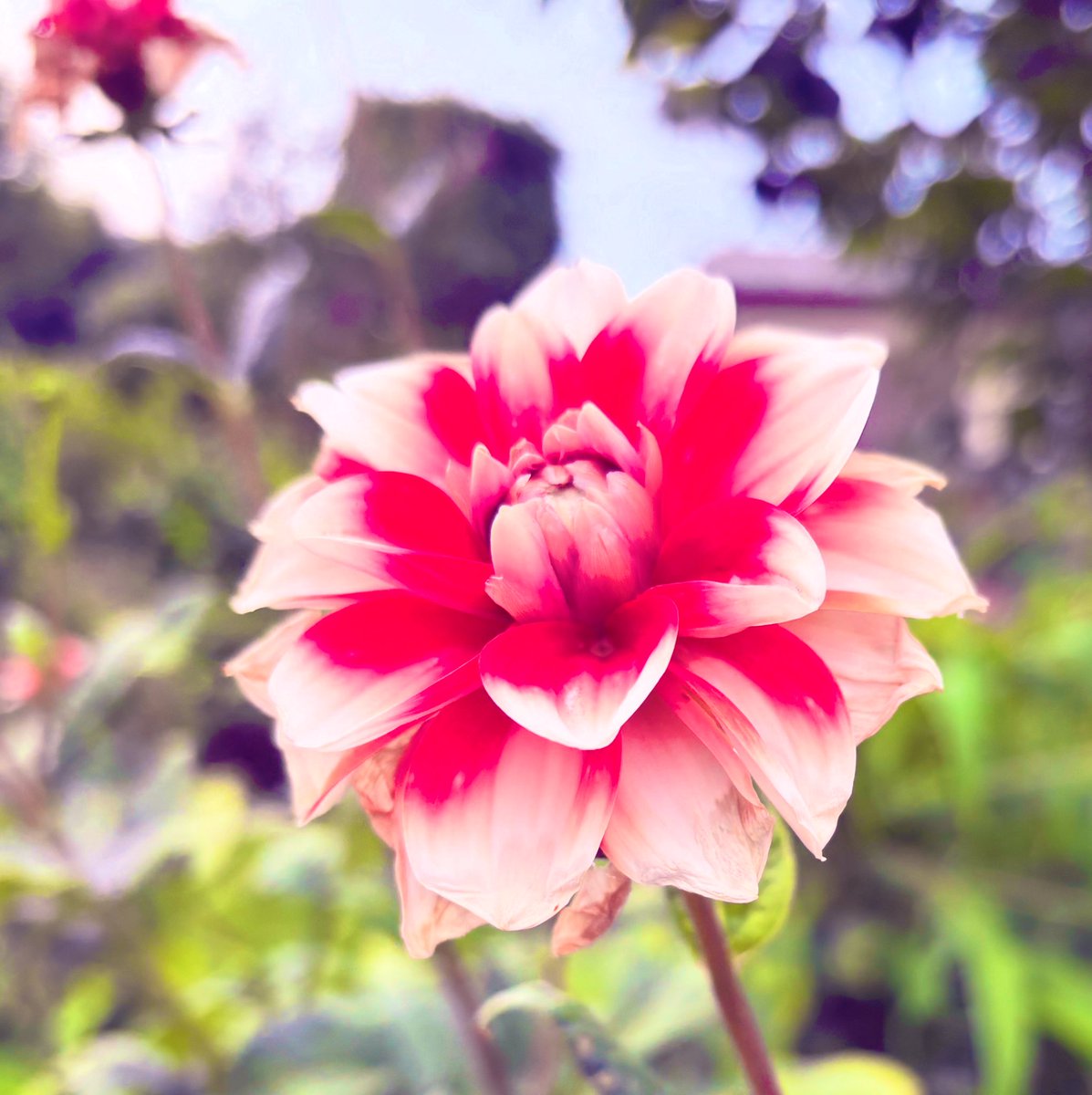 utZlp9IMqX14344's tweet image. 今日は暑かったですね🥵🥵🥵🥵🥵
みなさん良い週末を過ごせましたか!
お仕事の人は大変お疲れ様でした🙇
体調崩していませんか
ストレス、イライラ溜まってない
リフレッシュ出来た人はまた明日からがんばれますね😃
リフレッシュ出来なかった人もゆっくり寝て疲れとってまた明日も頑張ろうね👋🤗