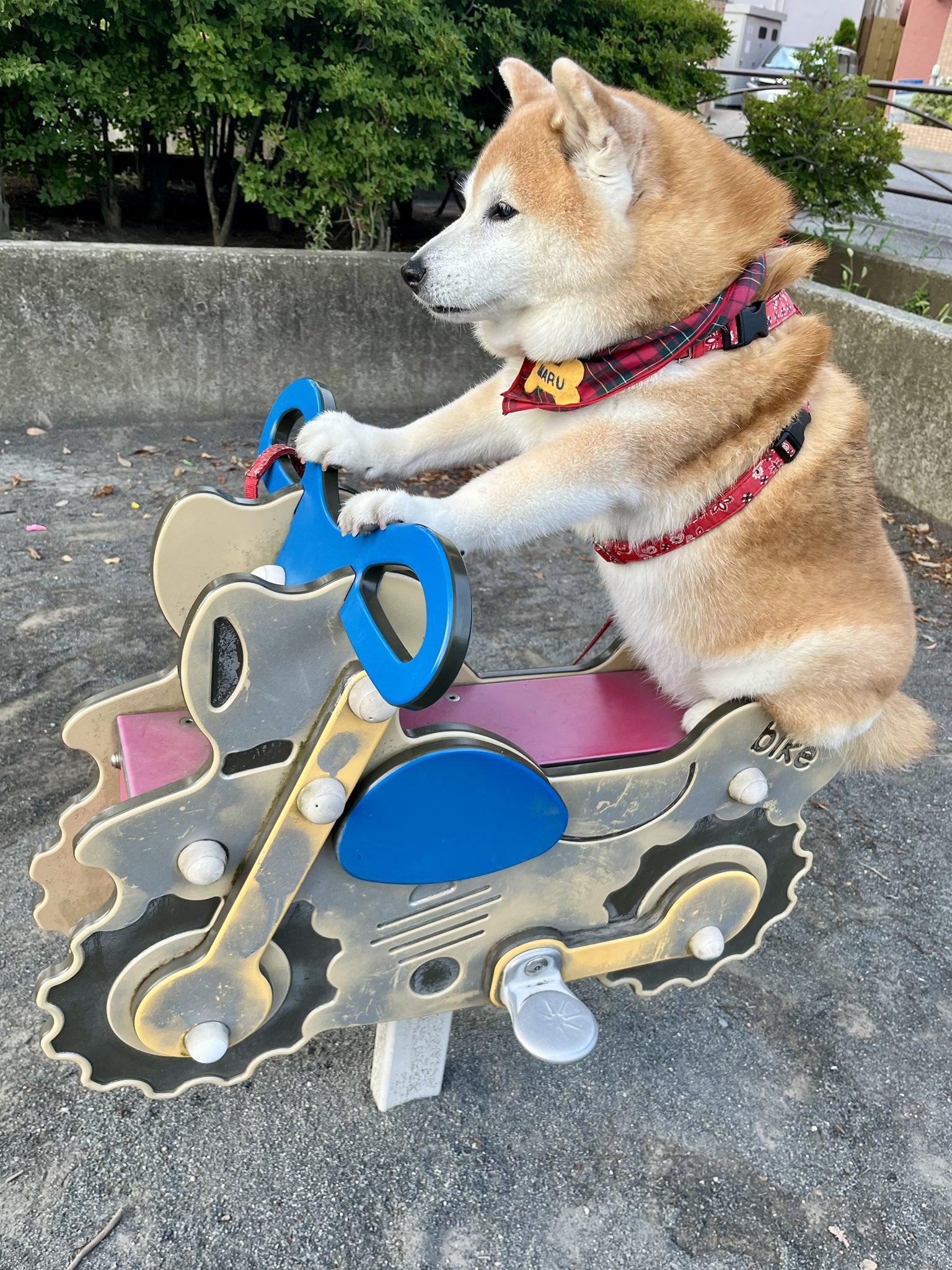 まるちゃん 祥&柴犬のまるちゃん on X: 